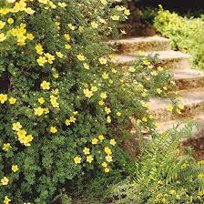 The 13 Best Summer Blooming Shrubs Flowering Bushes Flowering Shrubs Shrubs