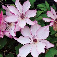 Главная каталог продукции клематисы окс (голландия). Omoshiro Clematis Clematis X Omoshiro At Wayside Gardens Clematis Pflanzen Clematis Exotische Blumen