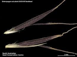 Image result for Enteropogon