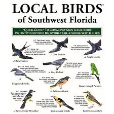 Birds Of The Southwest Local Birds Southwest Florida Web In 2020 Florida Backyard Birds Southwest