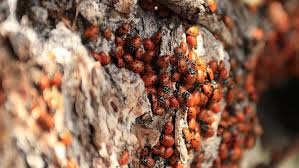 Although they can cause a significant amount of damage, japanese beetles can be controlled. How To Get Rid Of Ladybugs Asian Lady Beetle Infestation