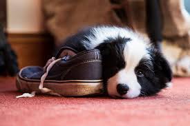 How can you tell how many puppies your dog is having? Puppy Senses When Can A Puppy See Smell And Hear