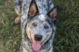 Check spelling or type a new query. A List Of The Best Blue Heeler Names For Your Australian Cattle Dog K9 Web