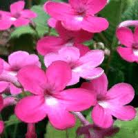 Image result for Gesneriaceae