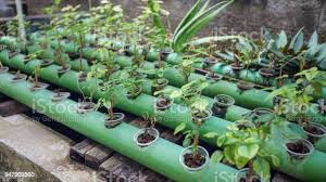 Foto De Aquaponics Plantas Crescendo Em Tubulacoes Na Lagoa Do Peixe E Mais Fotos De Stock De Permacultura Istock