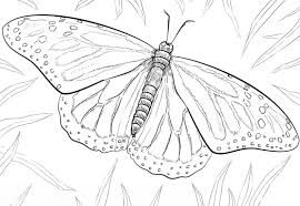 Dengan adanya gambar contoh hitam putih, kumpulan koleksi mewarnai gambar sketsa kupu kupu berwarna terbaru terbaru, lengkap. 501 Rekomendasi Sketsa Kupu Kupu Gambar Kupu Kupu Lengkap