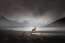 I Photograph Four Legged Models In Breathtaking Landscapes Alicja Zmyslowska A 23 Year Old Dog Photographer From Pol Dog Photography Dog Photograph Old Dogs