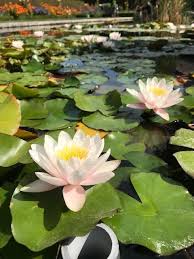The Self Taught Gardener Water Lilies Two Ways The Berkshire Edge