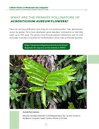 Image result for Acrostichum aureum