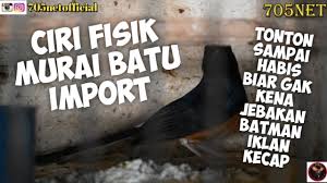 Berbicara mengenai murai batu (mb) muda hutan. Ciri Fisik Murai Batu Import Medan Kw Youtube