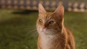 The film was directed by lawrence guterman with screenplay by john requa and glenn ficarra, and stars jeff goldblum. Imcdb Org Cats Dogs 2001 Cars Bikes Trucks And Other Vehicles