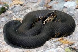Black And Orange Snake Florida Poisonous Disjunct Populations Of The Cottonmouth Water Moccasin Agkistrodus Piscivorus Snake Venom Poisonous Snakes Snake