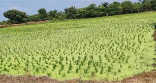 Image result for pseudomonas savastanoi pv nerii oleander symptoms