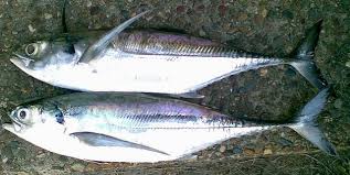 Image result for Cordyla