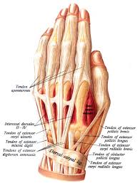 Swelling occurs at the point of intersection where the muscles blend with thumb finger. Intersection Syndrome Physiopedia