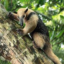 Just Chilling In Costa Rica Photo By Danny V Cr Anteater Osohormiguero Mammal Nocturnal Endangereds American Animals Animals Beautiful Nocturnal Animals