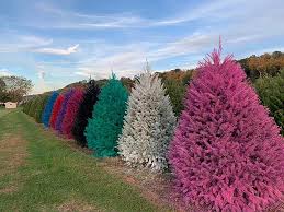 Check spelling or type a new query. You Can Get A Brightly Colored Christmas Tree From This Nj Farm