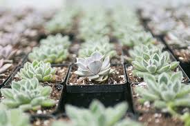 Its light some plants you think are cacti are actually succulents! Succulent Cactus Care Tips Oakridge Nursery Landscaping