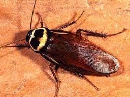 Image result for gambar kecoa