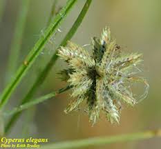 Image result for Cyperus cuspidatus