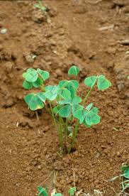 Image result for Oxalis latifolia