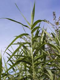 Image result for Arundo donax
