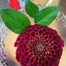 Hours may change under current circumstances Hummel S Flowers Home Facebook