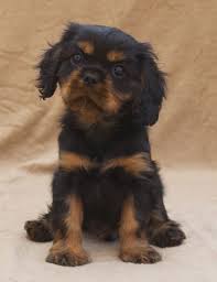 Black And Tan Cavalier King Charles Black And Tan Puppy Pictures With Images King Charles Cavalier Spaniel Puppy Cavalier King Charles Charles Spaniel