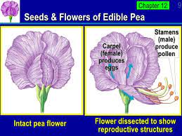 Image Result For Sweet Pea Dissect Medical Herbs Sweet Pea Peas