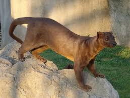 Bildresultat For Fossa Verruckte Tiere Einzigartige Tiere Seltsame Tiere