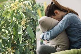 So how long will it take for your avocado tree to bear fruit? Avocado Tree Not Producing Fruit 9 Common Reasons And What To Do Thriving Yard