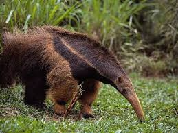 Latest Anteater Animal Wallpapers Download For Free Giant Anteater Rainforest Animals Fun Facts About Animals