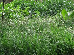 Image result for Anthericaceae