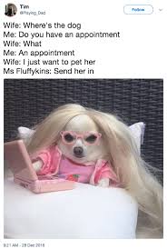 In the face of overwhelming negativity and gloom, it's a natural response to resort to gallows humor. 100 Pet Memes That Will Make You Lol Over And Over Again