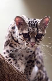 Pin On Cat Breeds