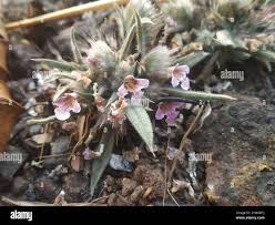 Image result for Lepidagathis andersoniana