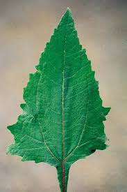 Image result for Sigesbeckia