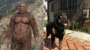 How to become an animal in gta 5 online *new*#gtaonlineever want to be an animal in gta 5 online? Gta Online Bigfoot Sasquatch Chop Peyote Secret Location