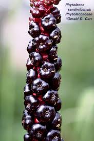Image result for Phytolaccaceae