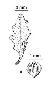 Image result for Dysphania pumilio