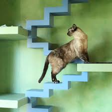 974 vacation rentals and hotels available now. House Of Nekko How My Friend Made His Home A Cat Paradise Catster