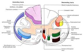 Tracts Spinal Cord Spinal Cord Neuroscience Brain Anatomy