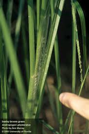 Image result for Andropogon lima