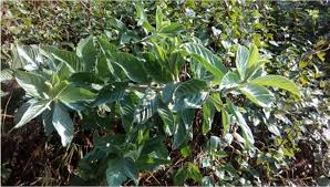 Image result for Crotalaria reptans- intermediates with pisicarpa