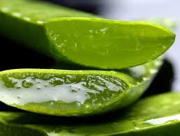Misirlilarin Olumsuzluk Bitkisi Dedigi Aloe Vera Nin Mucizesi Ne Aloe Tibbi Bitkiler Dogal