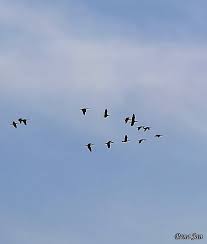 Colorful Birds Flying In The Sky Gif Https Encrypted Tbn0 Gstatic Com Images Q Tbn 3aand9gcqkdbohze0n O8khmemmadrepd5xazhebzyxa Usqp Cau
