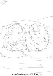 Hier ist ein ausmalbild von zwei süßen, kuscheligen meerschweinchen, die zusammen auf ihren lieblingskissen und ihrer. Meerschweinchen Ausmalbild Malvorlagen Fur Kinder Ausmalbilder Meerschweinchen Meerschweinchen Sind Als Haustiere Sehr Beliebt Dhanu Nizliandry