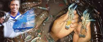 Lobster air tawar cara mula penternakan lobster (udang kara) dengan kos modal yang paling ternyata setelah dua minggu pelihara lobster air tawar dari 22 ekor tinggal 13 ekor yang masih hidup. Cara Mudah Budidaya Lobster Air Tawar Smp Cipta Dharma