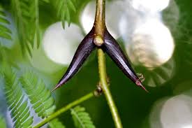 Image result for Acacia cornigera