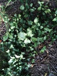 In addition to filling previously empty vertical some vines are deciduous and others are evergreen. Pin On Mygardenanswers